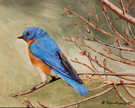 Spring Bluebird